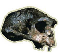 Java Man Skull